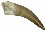 Fossil Plesiosaur (Zarafasaura) Tooth - Morocco #354694-1